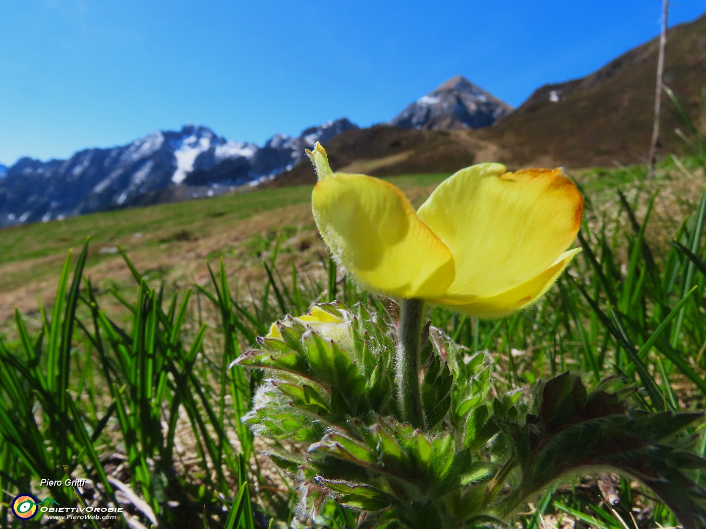 28 Pulsatilla alpina sulphurea (Anemone alpino).JPG